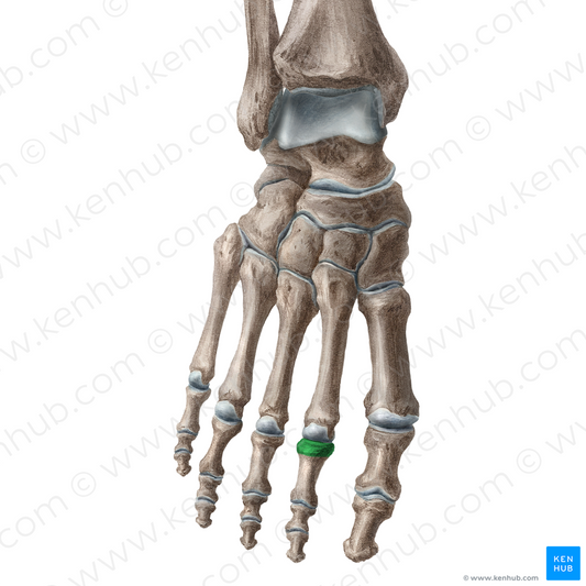 Base of proximal phalanx of 2nd toe (#16193)