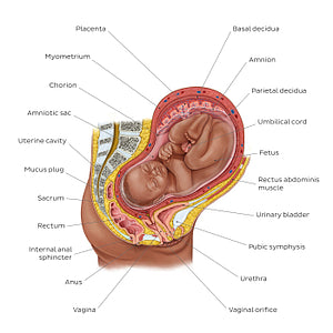 Fetus in utero (English)