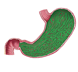 Gastric folds (#8096)