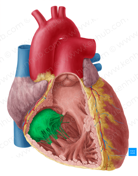 Right atrioventricular valve (#9902)