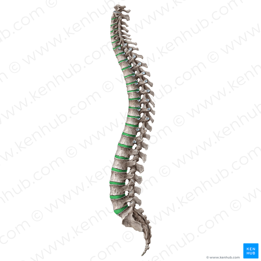 Intervertebral disc (#18202)