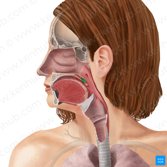 Uvula of palate (#9875)