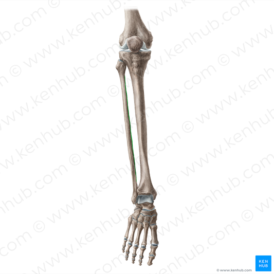 Medial border of fibula (#20447)