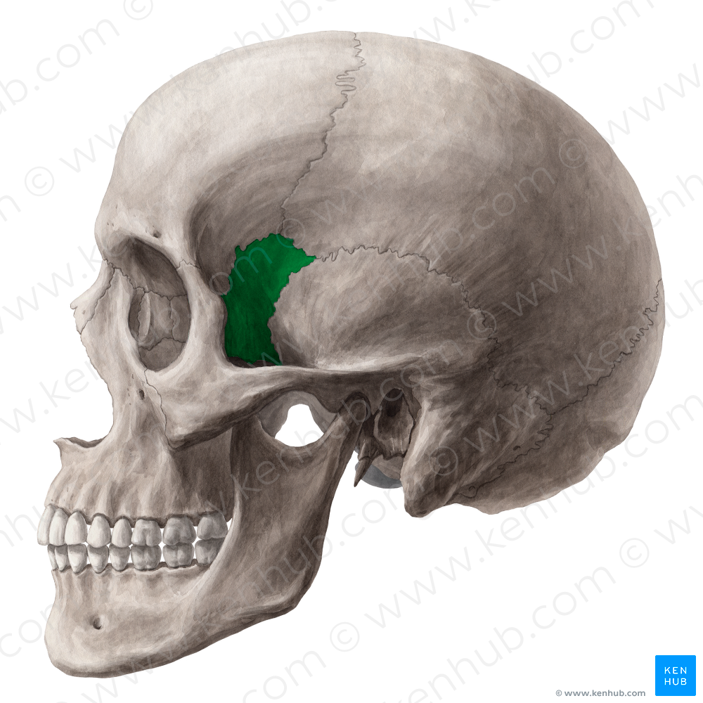 Sphenoid bone (#7515)
