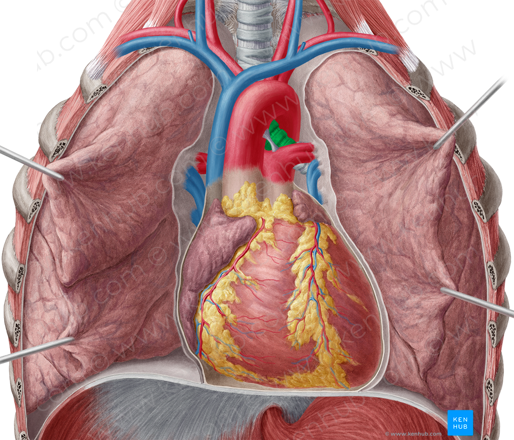 Left main bronchus (#2237)