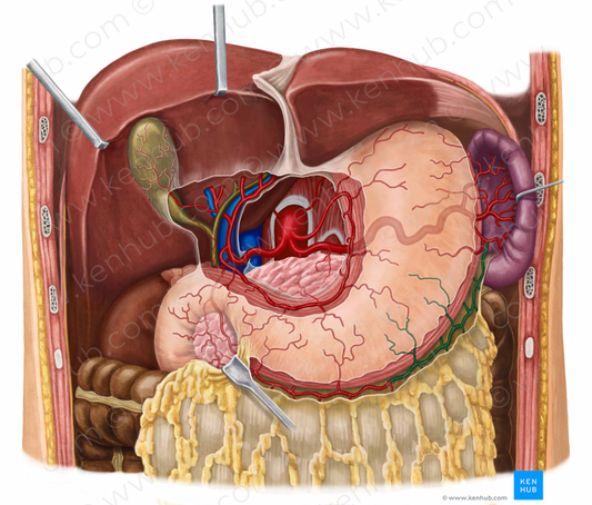 Left gastroomental artery (#1308)