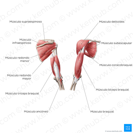 Muscles of the arm and shoulder (Spanish)