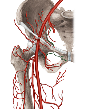 Obturator artery (#1552)