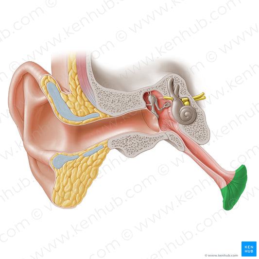 Pharyngeal opening of auditory tube (#20241)