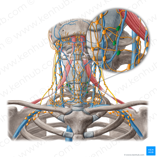 Paratracheal lymph nodes (#7079)