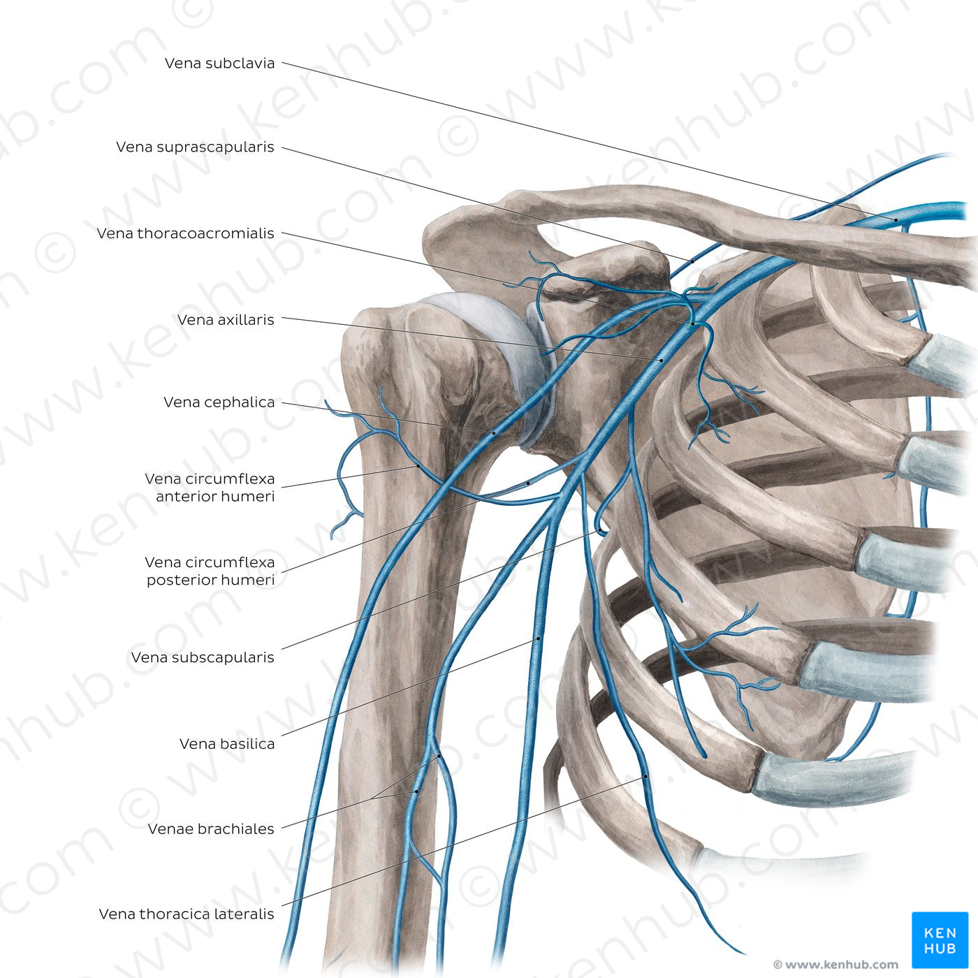 Veins of the arm and the shoulder - Anterior view (Latin)
