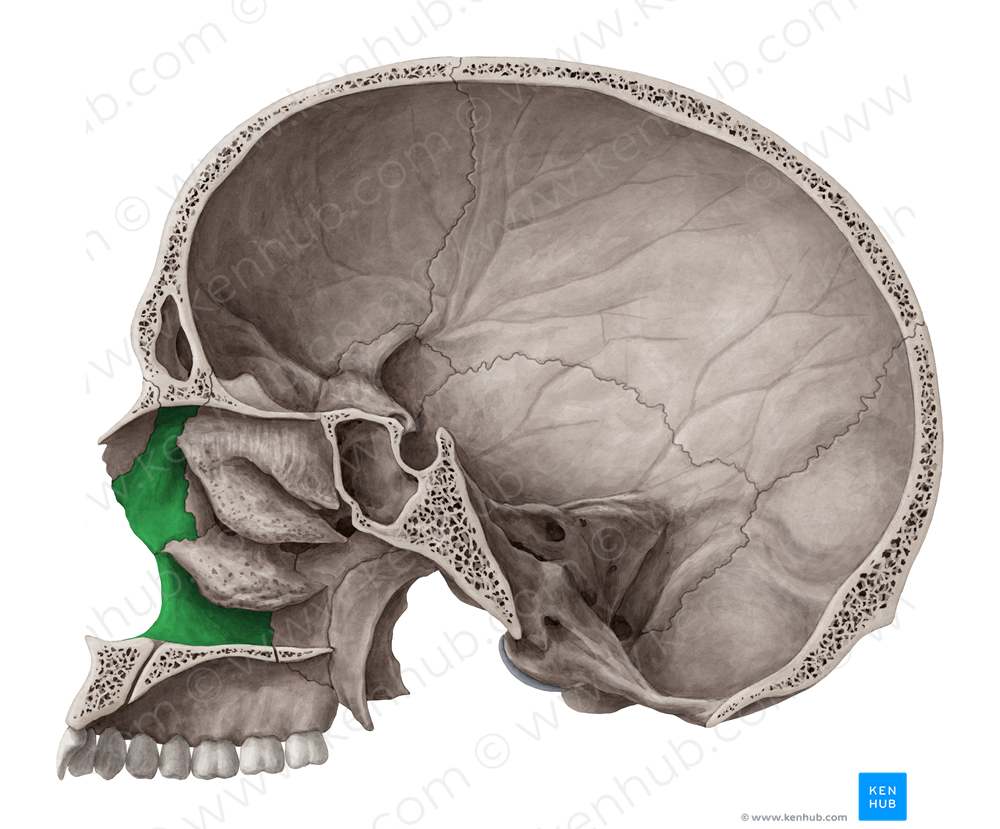 Nasal surface of maxilla (#3525)