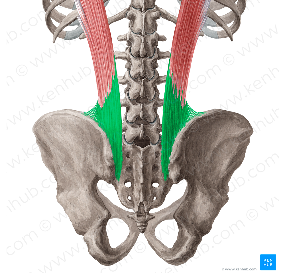 Tendon of iliocostalis lumborum muscle (#9431)