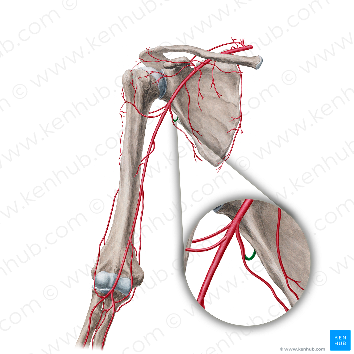 Circumflex scapular artery (#18847)