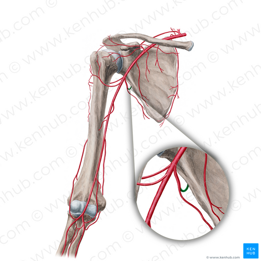 Circumflex scapular artery (#18847)