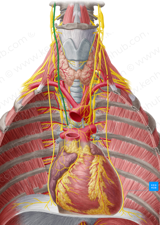 Right vagus nerve (#6889)