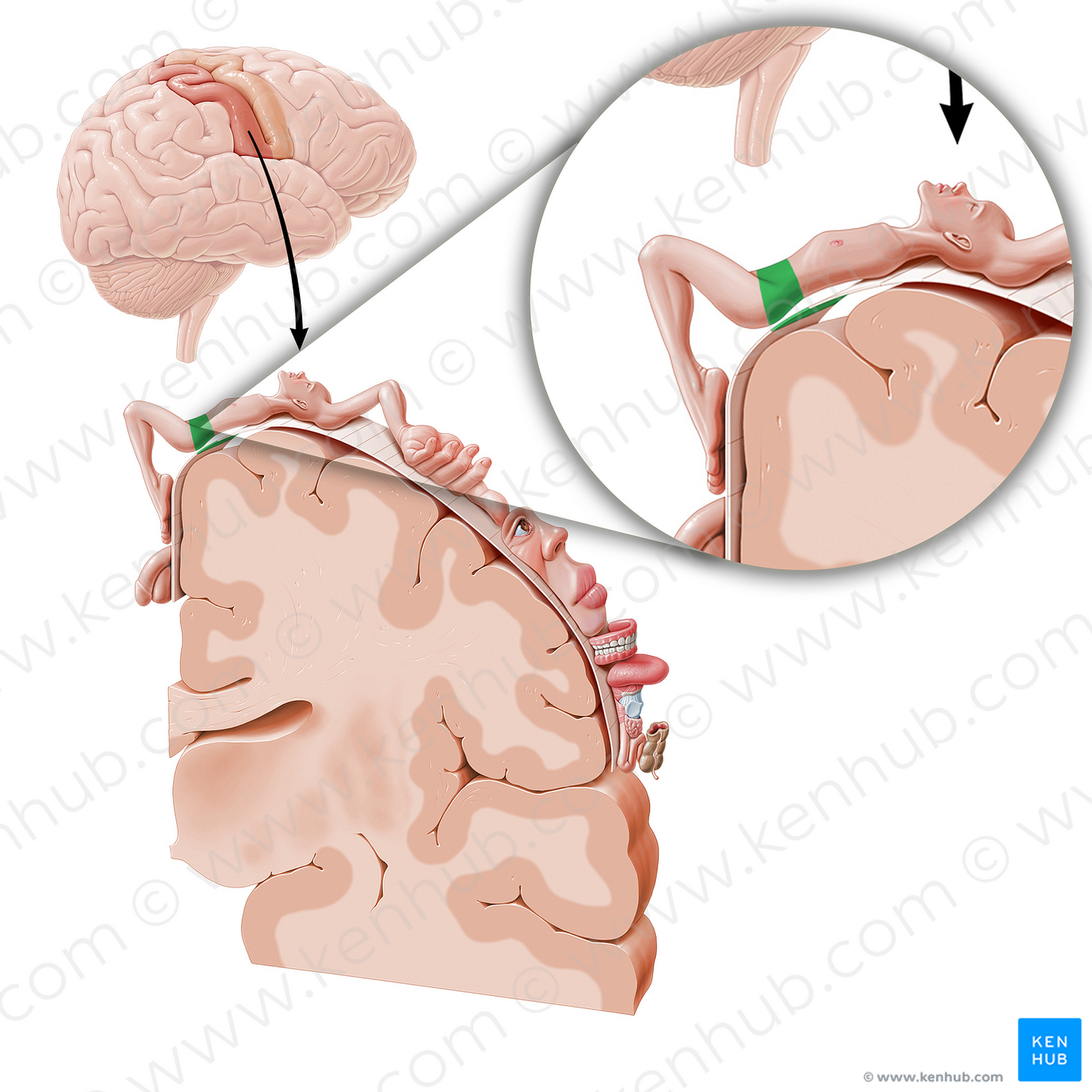 Sensory cortex of hip (#11047)