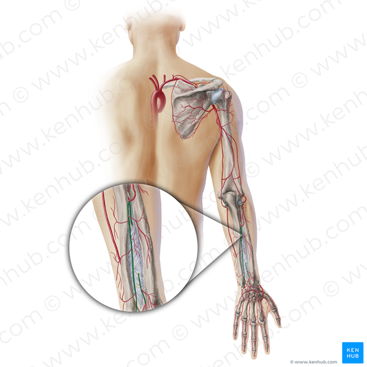 Interosseous arteries of forearm (#19345)