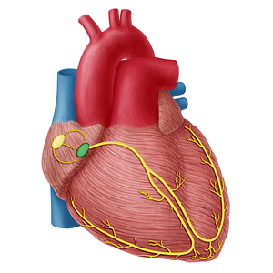 Atrioventricular node (#20321)