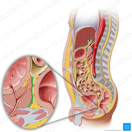 Rectovesical septum (#3588)