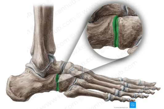 Calcaneocuboid joint (#18981)