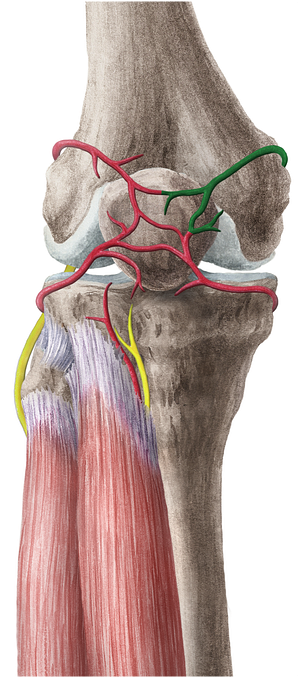 Superior medial genicular artery (#1857)