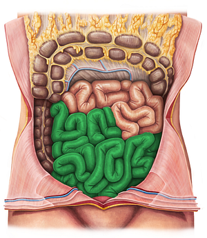 Ileum (#4262)