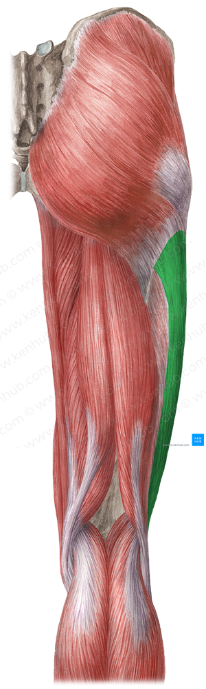 Iliotibial tract (#9520)