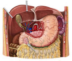 Right gastroomental artery (#1302)