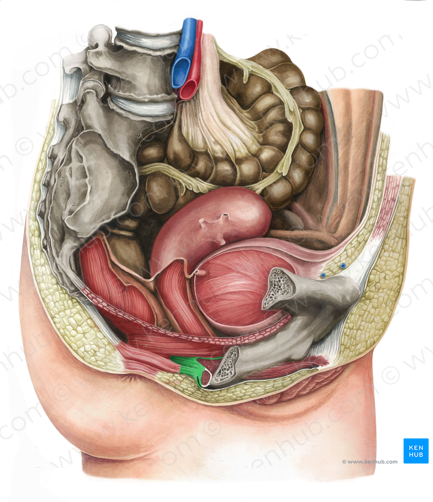 Perineal body (#2562)