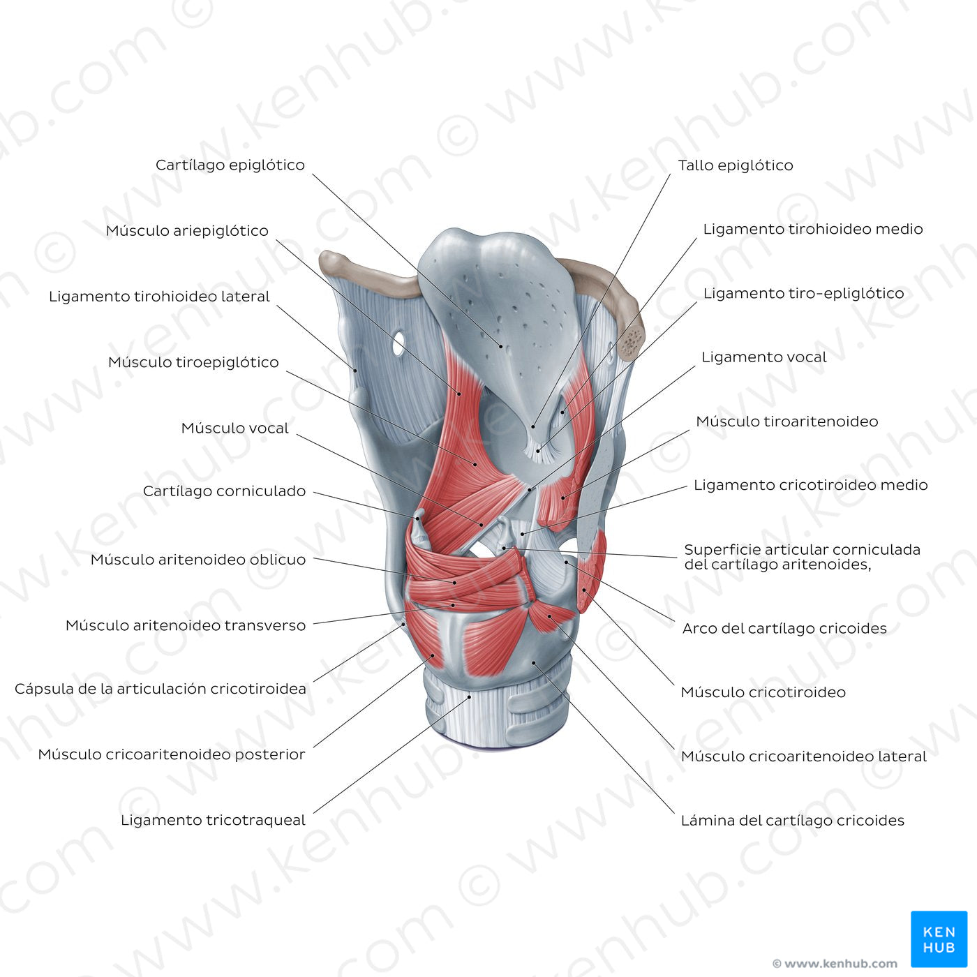 Muscles of the larynx: posterolateral view (Spanish)