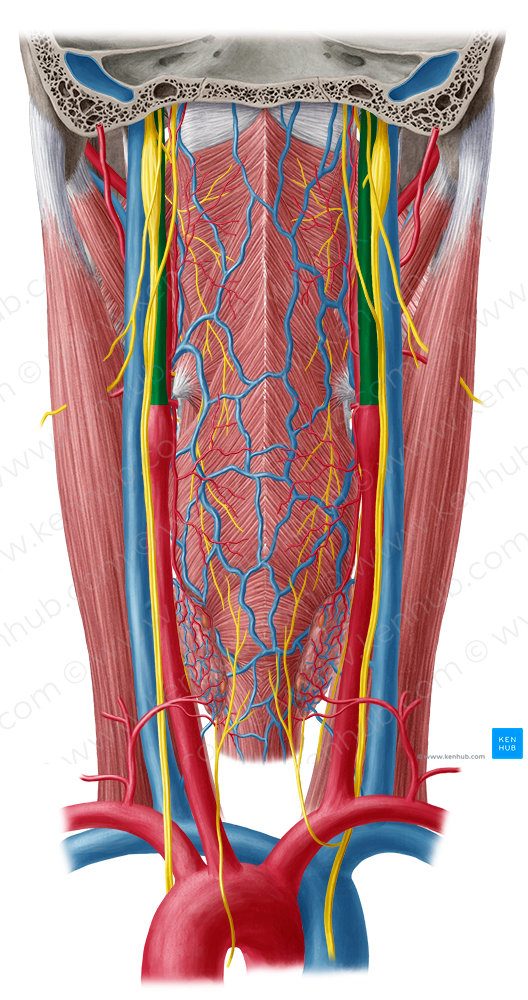 Internal carotid artery (#983)