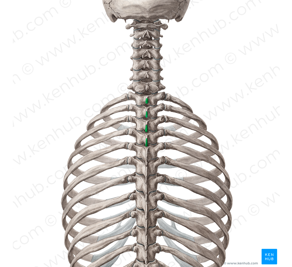 Spinous processes of vertebrae T1-T4 (#8268)