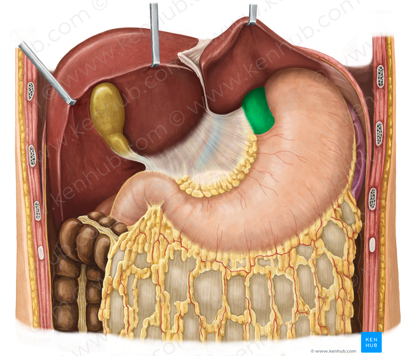 Esophagus (#7284)