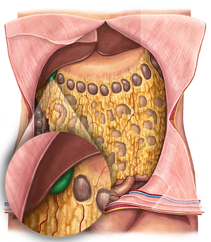 Gallbladder (#10801)