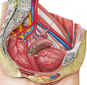 Right uterine artery (#1963)