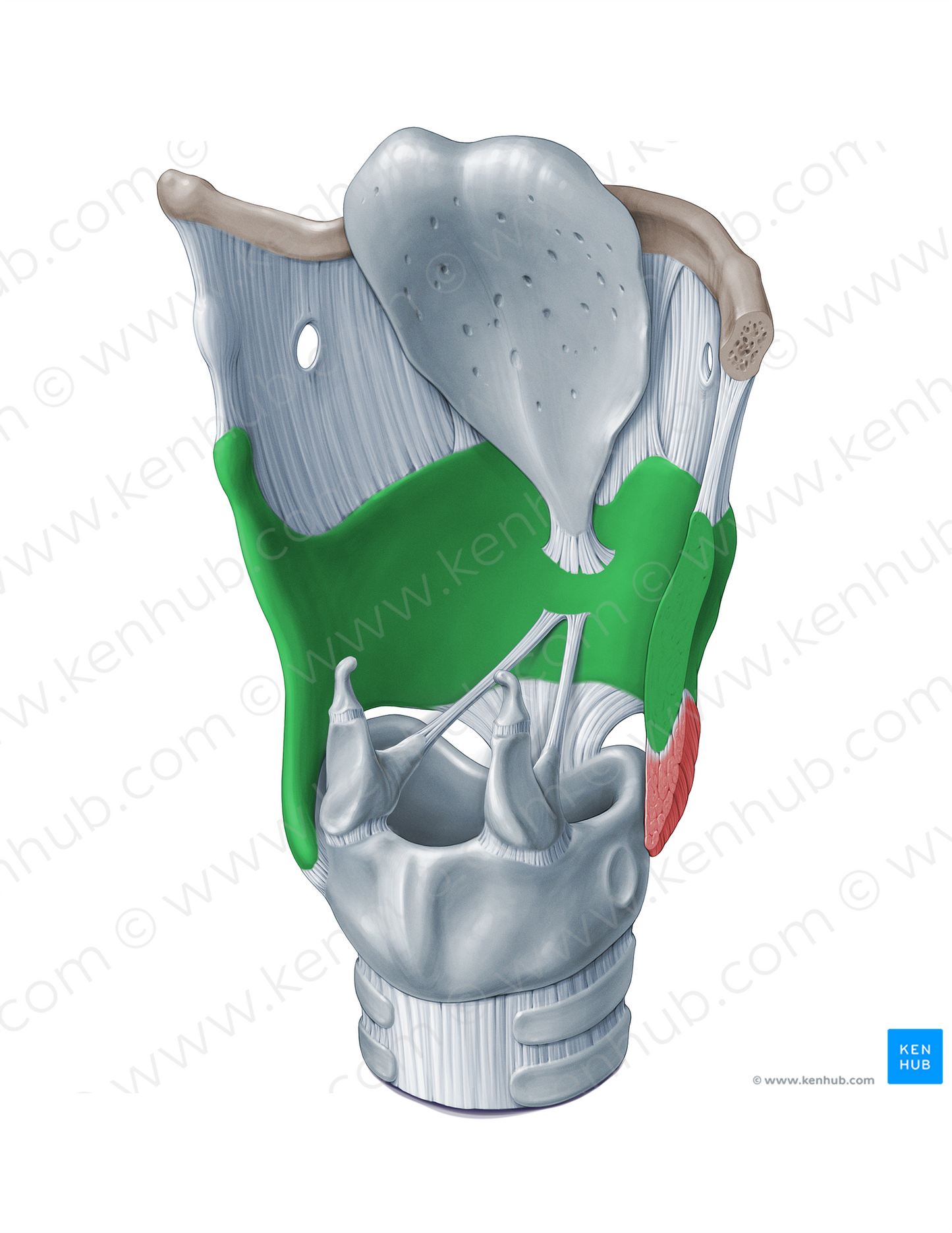 Thyroid cartilage (#18330)