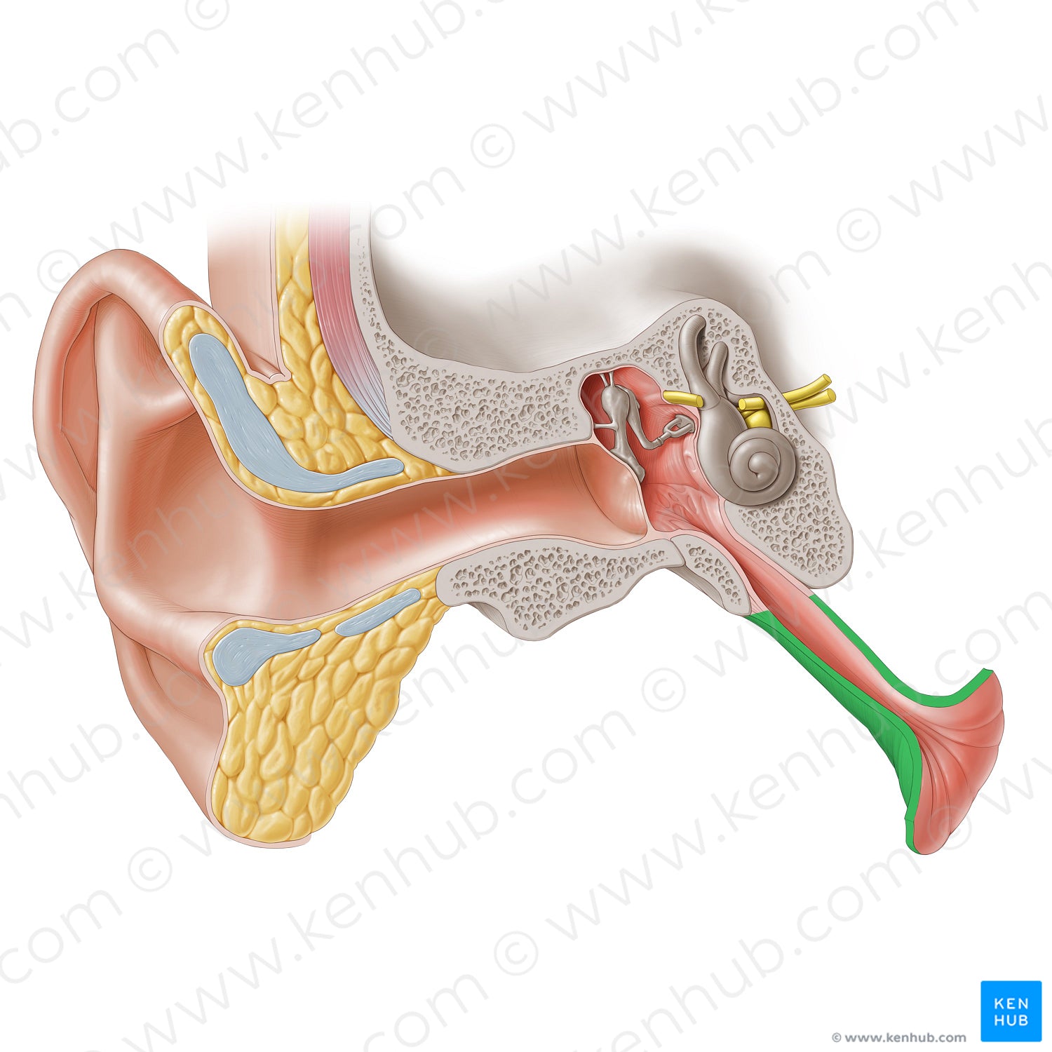 Cartilaginous part of auditory tube (#20257)