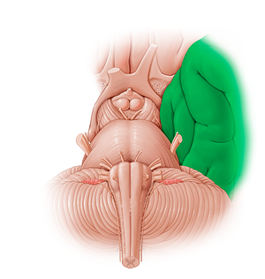 Temporal lobe (#12873)