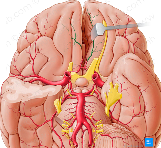 Medial orbitofrontal artery (#1264)
