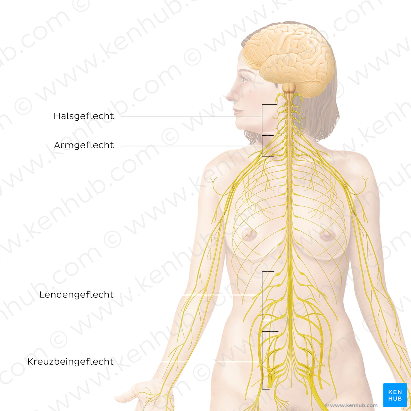 Peripheral nervous system: main plexuses (German)