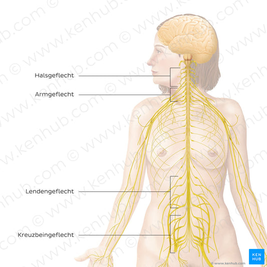 Peripheral nervous system: main plexuses (German)