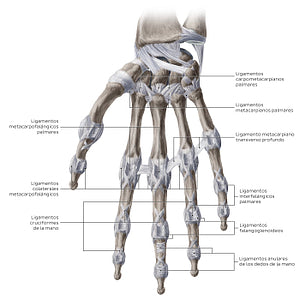 Ligaments of the metacarpals and phalanges: Palmar view (Spanish)