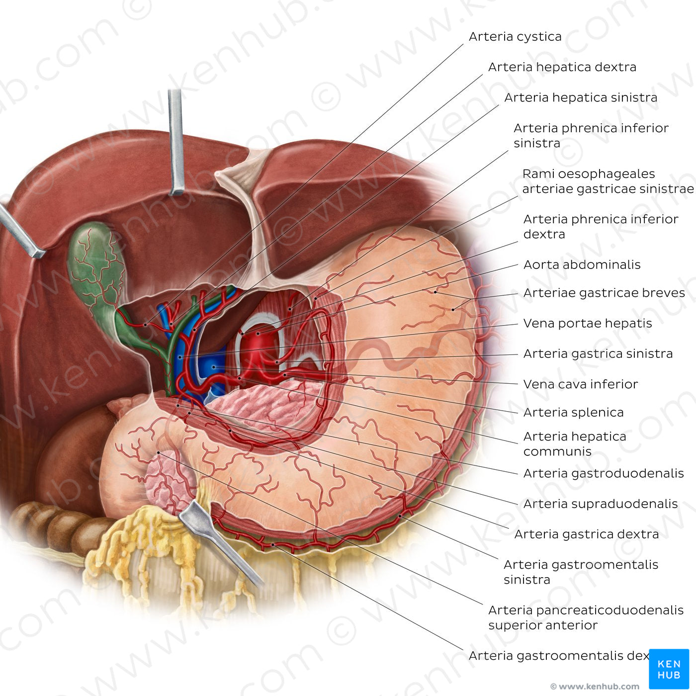 Arteries of the stomach, liver and spleen (Latin)