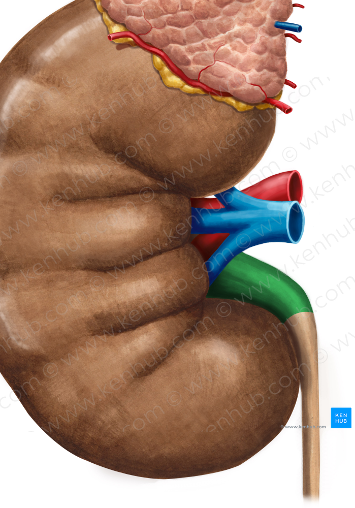 Renal pelvis (#7848)