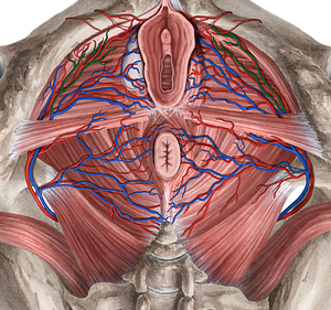 Deep veins of clitoris (#10190)