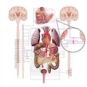 Submandibular ganglion (#18588)