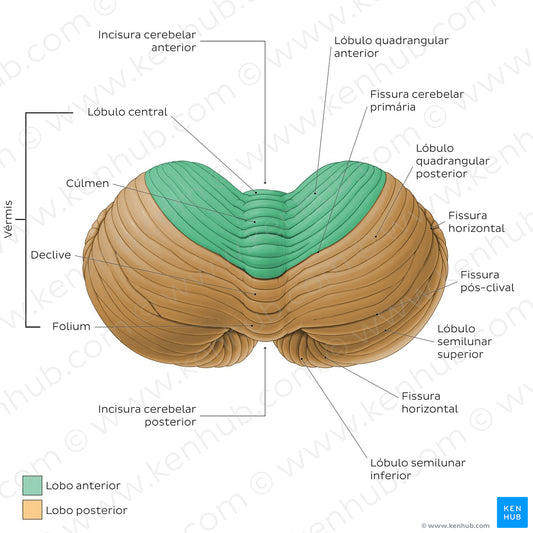 Cerebellum - Superior view (Portuguese)