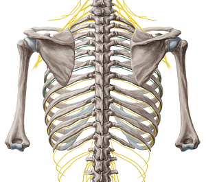 3rd-6th intercostal nerves (#6243)