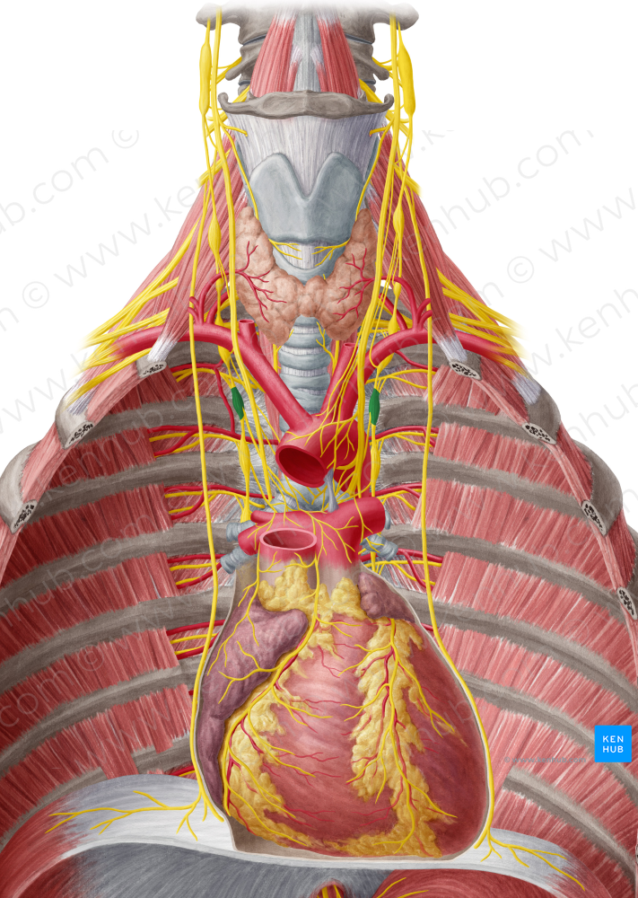 2nd thoracic ganglion (4027) Kenhub Image License Store